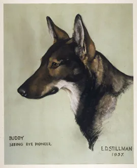 Buddy, Seeing Eye Buddy, Seeing Eye
