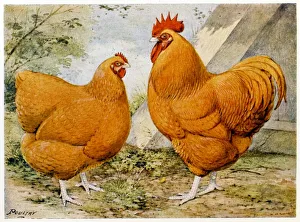Buff Orpington