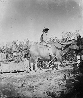 Buffalo cart with runners, Philippines Buffalo cart with runners, Philippines
