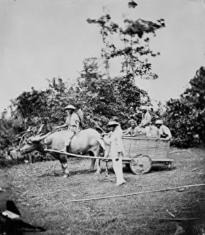 Buffalo cart with wheels, Manila, Luzon, Philippines Buffalo cart with wheels, Manila, Luzon, Philippines