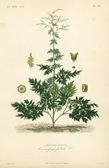 Bugbane or cohosh, Actaea cimicifuga