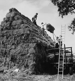 Farming In Britain Prints: Building a Haystack