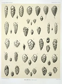 Protista Gallery: Bulimina