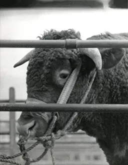 Bull for sale at Newton Abbot Livestock Market, Devon Bull for sale at Newton Abbot Livestock Market, Devon