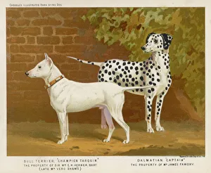 <b class=qtipBold><figcaption>Bull Terrier & Dalmatian</figcaption></b><br>A Dalmatian and a Bull Terrier stand side by side gazing at something in the distance.<br><em>© Mary Evans Picture Library 2015 - https://copyrighthub.org/s0/hub1/creation/maryevans/MaryEvansPictureID/10146650</em> Bull Terrier & Dalmatian