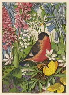 <b class=qtipBold><figcaption>Bullfinch (Anon)</figcaption></b><br>(Pyrrhula europaea) Depicted among the flowers, which it shares with some butterflies.<br><em>© Mary Evans Picture Library</em> Bullfinch (Anon)