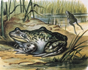 Bullfrog. Ranidae amphibian. Engraving from a Bullfrog. Ranidae amphibian. Engraving from a