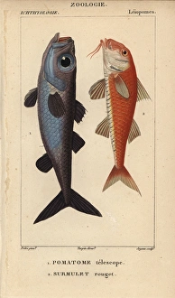 Bulls-eye fish, Epigonus telescopus, and striped Bulls-eye fish, Epigonus telescopus, and striped