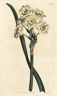 Bunch-flowered daffodil, Narcissus tazetta Bunch-flowered daffodil, Narcissus tazetta