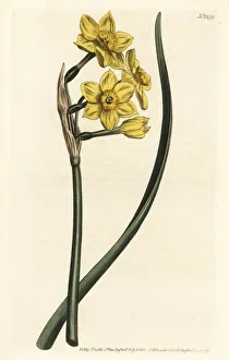 Bunch-flowered daffodil, Narcissus tazetta subsp. aureus Bunch-flowered daffodil, Narcissus tazetta subsp. aureus