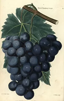 Vitis Gallery: Bunch of grapes and vine leaf of the Black