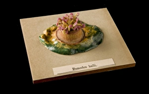 Bunodes ballii, sea anemone Bunodes ballii, sea anemone