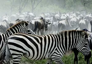 Images Dated 3rd February 2005: Burchells / Plains / Common Zebras and Wildebeests