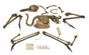 Images Dated 22nd February 2008: Burhinus grallarius, skeleton Gould Collection