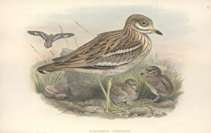 Burhinus oedicnemus, Eurasian stone curlew Burhinus oedicnemus, Eurasian stone curlew