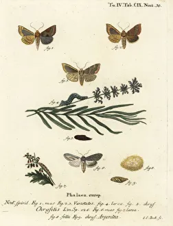 Burnished brass and green silver-spangled shark moths Burnished brass and green silver-spangled shark moths