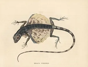 Buru flying dragon, Draco lineatus (Draco viridis) Buru flying dragon, Draco lineatus (Draco viridis)