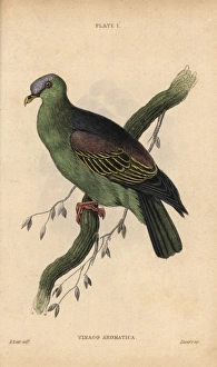 Buru green pigeon, Treron aromaticus Buru green pigeon, Treron aromaticus