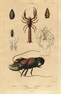 Bush-cricket, mud lobster and crayfish species Bush-cricket, mud lobster and crayfish species