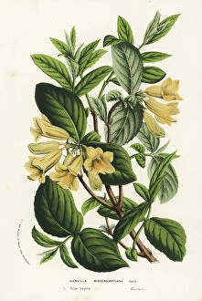 Flore Collection: Bush honeysuckle or ukon utsugi, Weigela middendorfiana