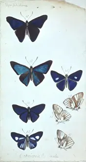 Henry W. Bates' Amazon Butterfly Print, 1851-1854