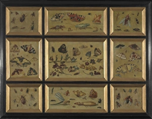 Butterflies - attrib. to Jan van Kessel Butterflies - attrib. to Jan van Kessel