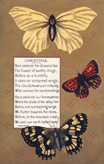 Three butterflies on a Christmas card Three butterflies on a Christmas card