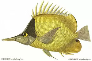 Critter Gallery: Butterfly Fish Date: 1849