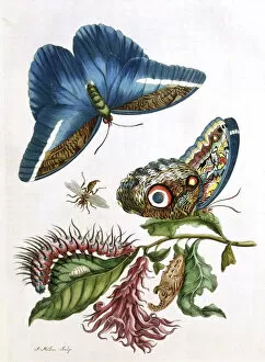 Nature Collection: Butterfly illustration by Maria Sibylla Merian