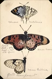Dicot Collection: Butterfly studies