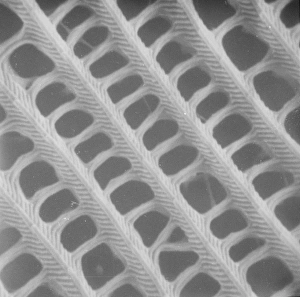<b class=qtipBold><figcaption>Butterfly wing scale (part)</figcaption></b><br><br><em>© Mary Evans / Natural History Museum</em> Butterfly wing scale (part)