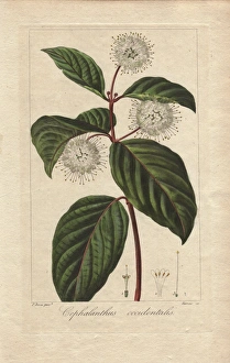 Buttonbush, Cephalanthus occidentalis Buttonbush, Cephalanthus occidentalis