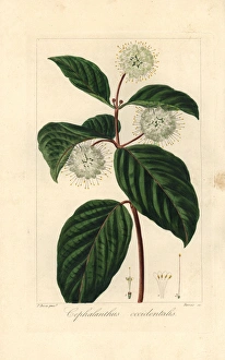 Buttonbush, Cephalanthus occidentalis, native Buttonbush, Cephalanthus occidentalis, native