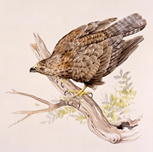 <b class=qtipBold><figcaption>A Buzzard on a broken branch</figcaption></b><br>A Buzzard (Buteo buteo) on a broken branch. Painting by Malcolm Greensmith<br><em>© Mary Evans/Malcolm Greensmith</em> A Buzzard on a broken branch