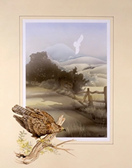 Buzzard and countryside landscape Buzzard and countryside landscape
