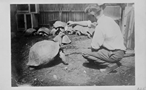 C. Harris feeding Galapagos tortoises, 1898 C. Harris feeding Galapagos tortoises, 1898