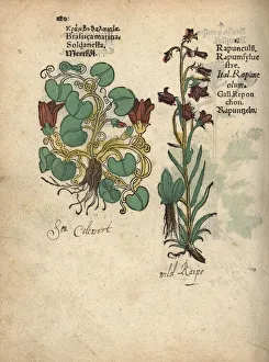 Cabbage, Brassica oleracea, and rampion bellflower Cabbage, Brassica oleracea, and rampion bellflower