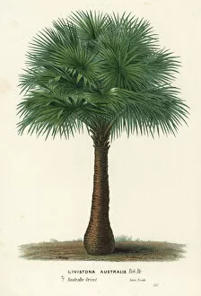 Flore Collection: Cabbage-tree palm, Livistona australis