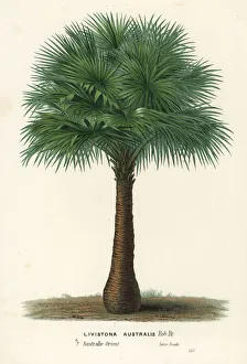 Cabbage-tree palm, Livistona australis Cabbage-tree palm, Livistona australis