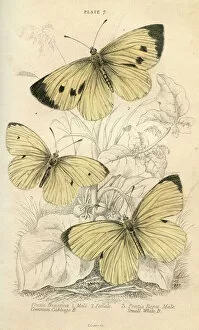 Anatomical Gallery: Cabbage White Butterflies