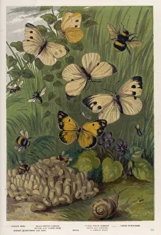 <b class=qtipBold><figcaption>Cabbage White Butterfly</figcaption></b><br>The CABBAGE WHITE and other English butterflies.<br><em>© Mary Evans Picture Library</em> Cabbage White Butterfly