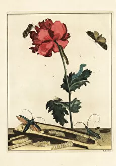 Cabbage worm, longhorn beetle, Rutpela maculata, on a flower