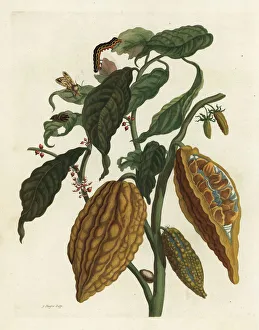 Cacao or cocoa tree and fruit, Theobroma cacao Cacao or cocoa tree and fruit, Theobroma cacao