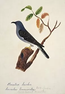 Cuckoos Gallery: Cuckoos