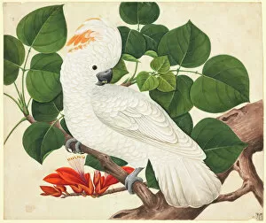 Crest Gallery: Cactua moluccensis, salmon-crested cockatoo