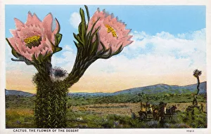 Cactus - The Flower of the Desert - Arizona, USA Cactus - The Flower of the Desert - Arizona, USA