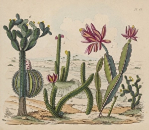 <b class=qtipBold><figcaption>Cactus Plants in Flower</figcaption></b><br>Various cacti in flower Date: 1836-9<br><em>© Mary Evans Picture Library</em> Cactus Plants in Flower