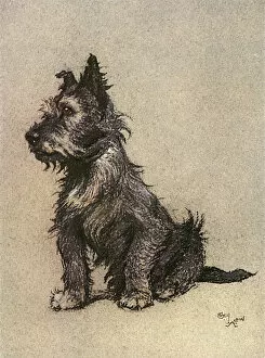 Cairn Gallery: Cairn Terrier