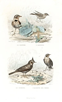 Calandra lark, skylark, crested lark and marsh lark Calandra lark, skylark, crested lark and marsh lark