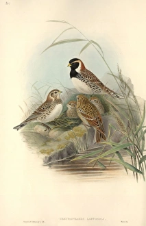 Calcarius lapponicus, Lapland longspur Calcarius lapponicus, Lapland longspur